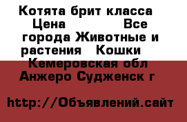 Котята брит класса › Цена ­ 20 000 - Все города Животные и растения » Кошки   . Кемеровская обл.,Анжеро-Судженск г.